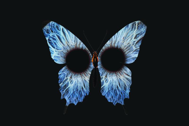 papillon-essai-2psd-standard-432uz8.jpg