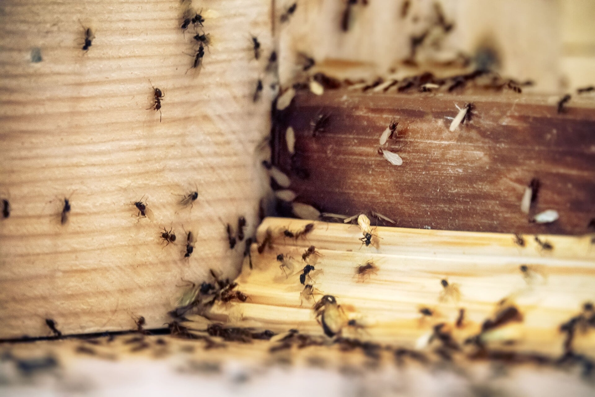 infestation-de-fourmis-standard.jpg
