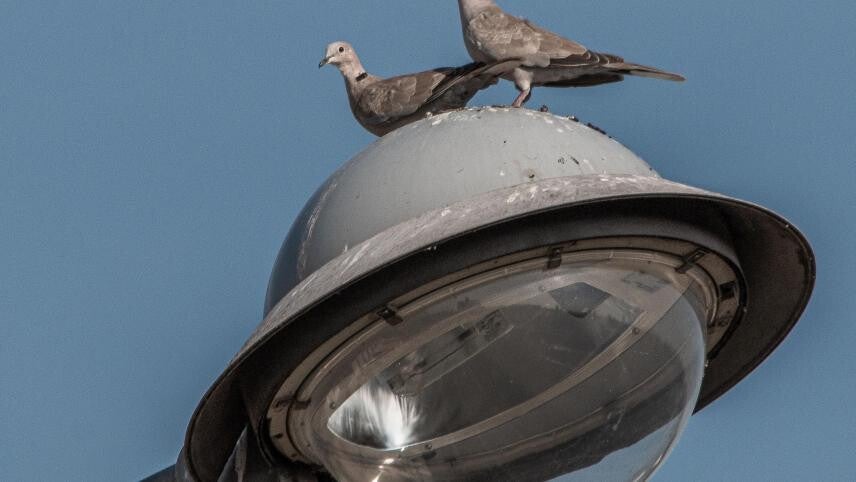 pigeons-fientes-nuisances-bruit-lampadaire-standard.jpg