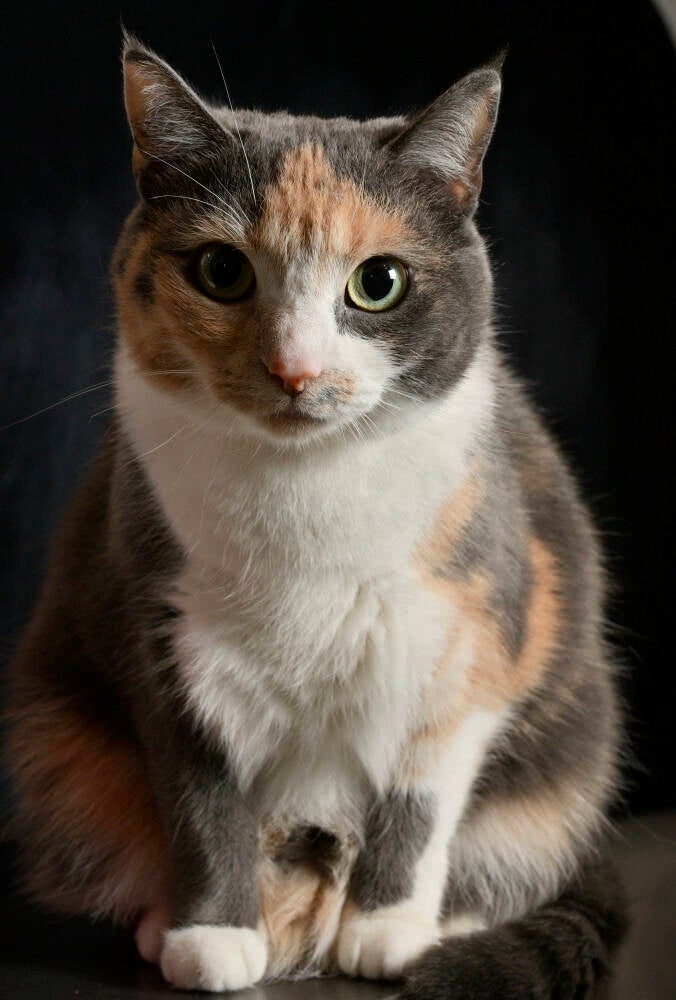blue-chat-elodie_01_04_2025_33_-standard.jpg