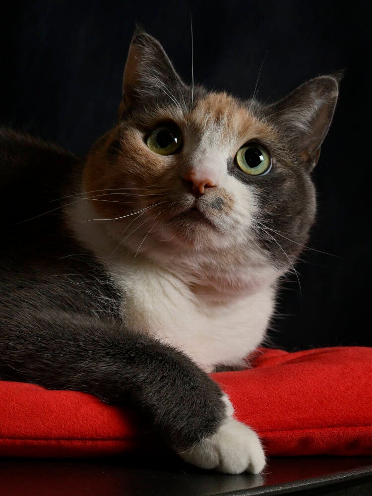 blue-chat-elodie_01_04_2025_34_-standard-m4n8v6.jpg