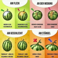 wassermelone-standard.jpg