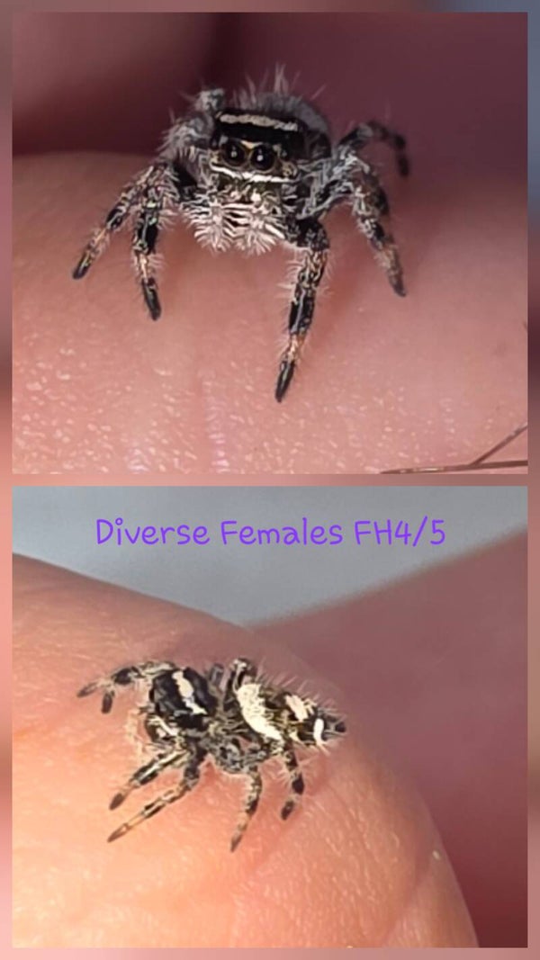 White Bahama Females FH4/5