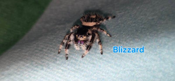 Bahama White Male "Blizzard"