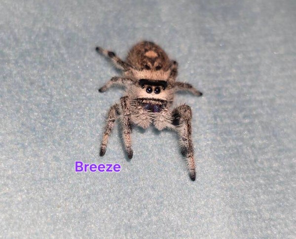 Bahama White Female "Breeze"