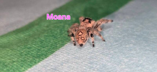 Bahama White Female "Moana"
