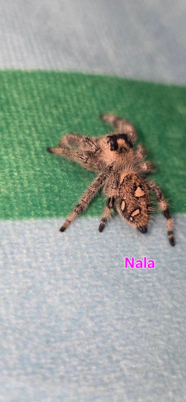 Bahama White Female "Nala"