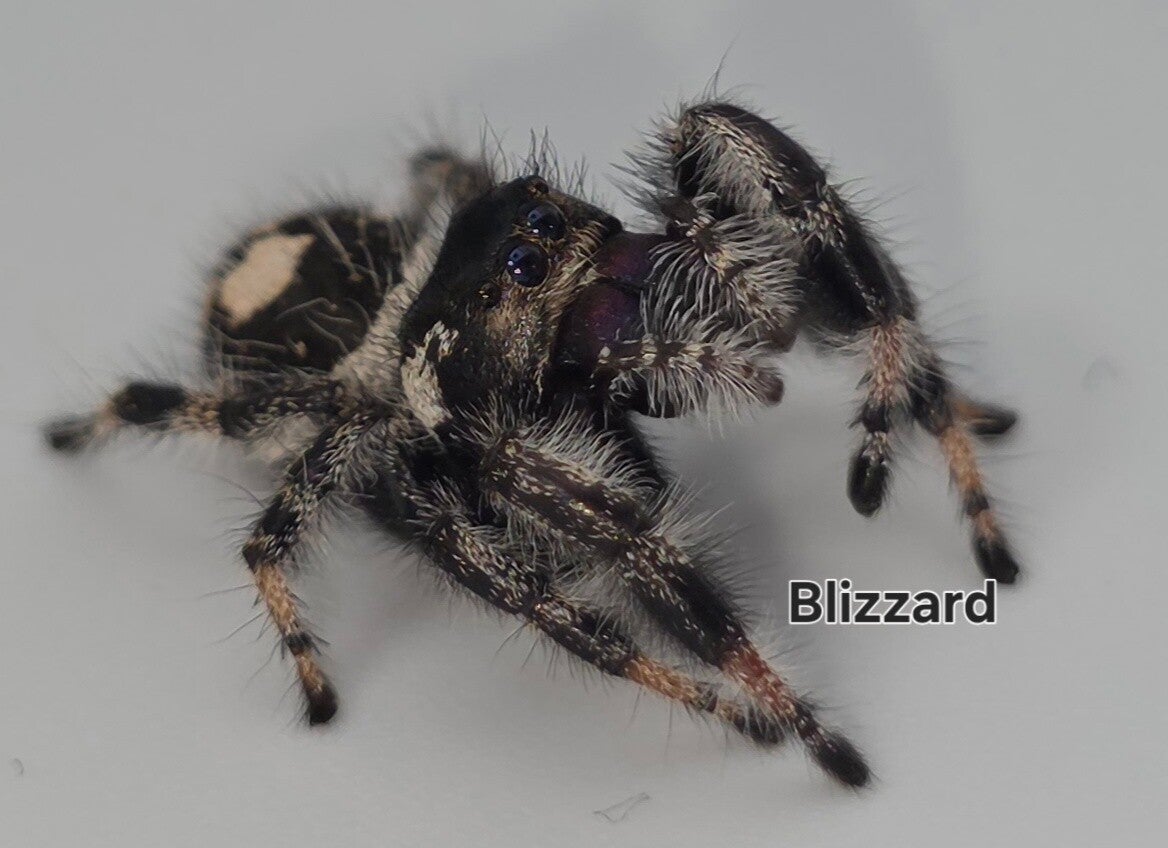 Bahama White Male "Blizzard"