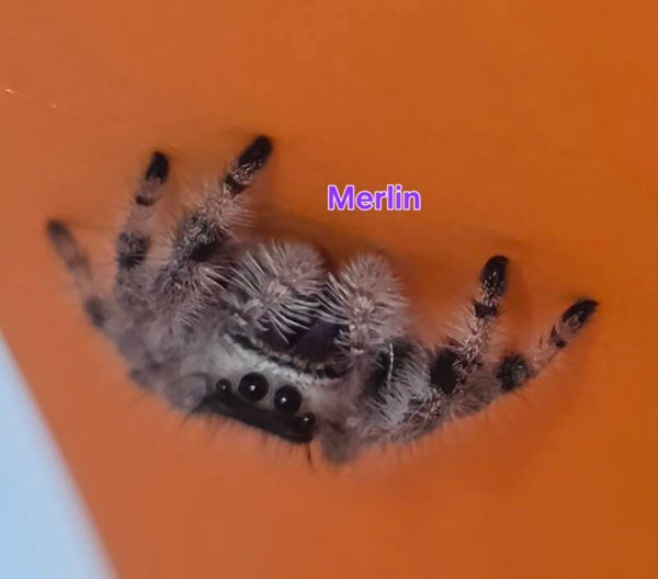 White Bahama Female "Merlin"