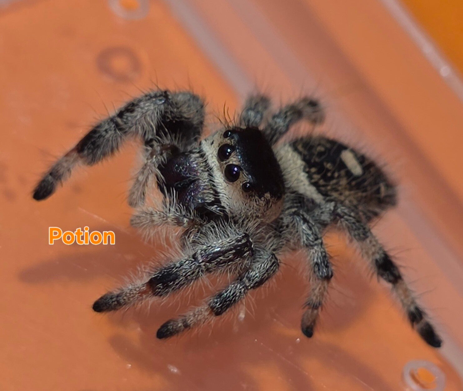 White Bahama Female "Potion"