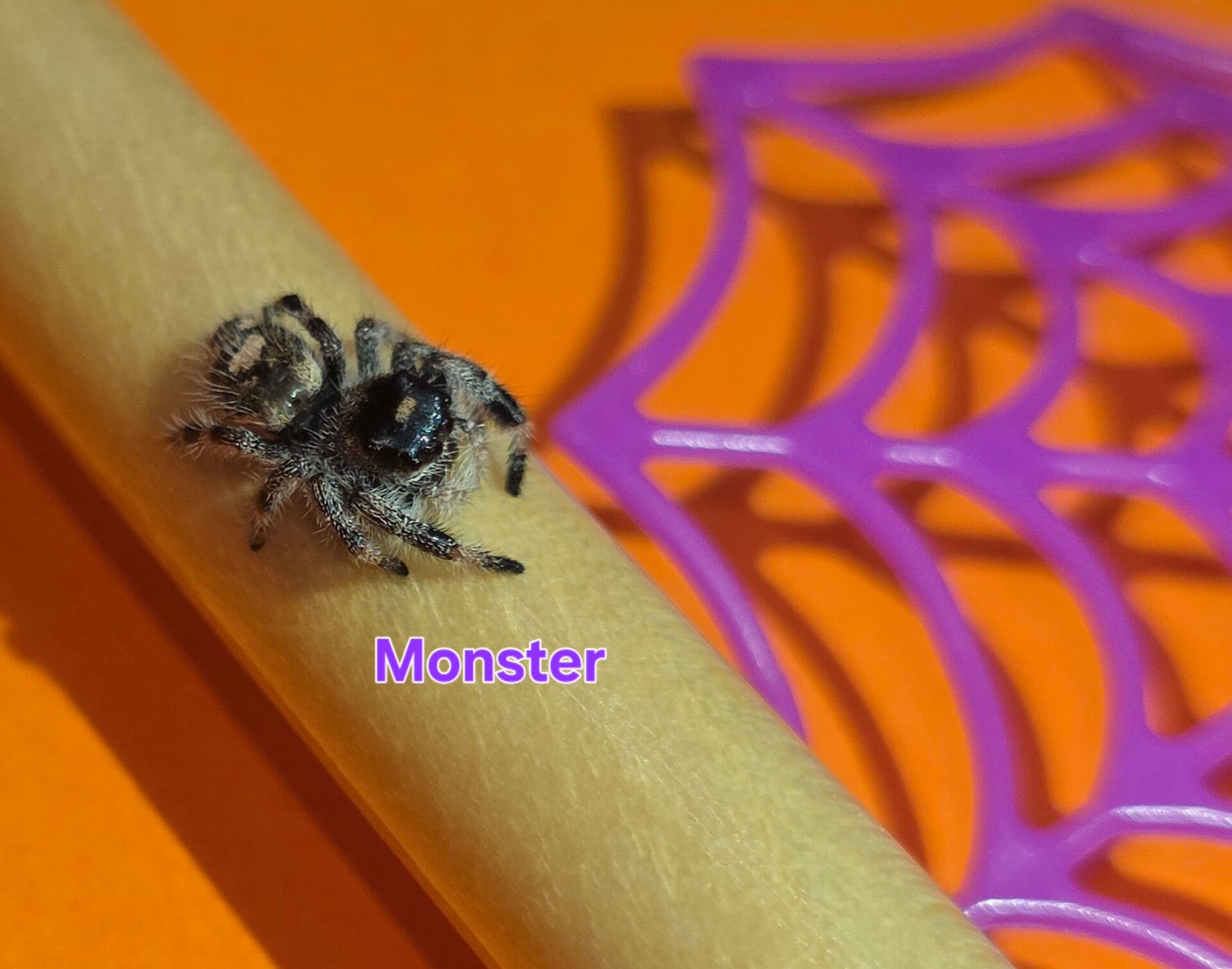 White Bahama Female "Monster"