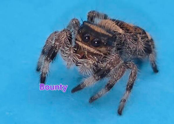 White Bahama Female "Bounty"