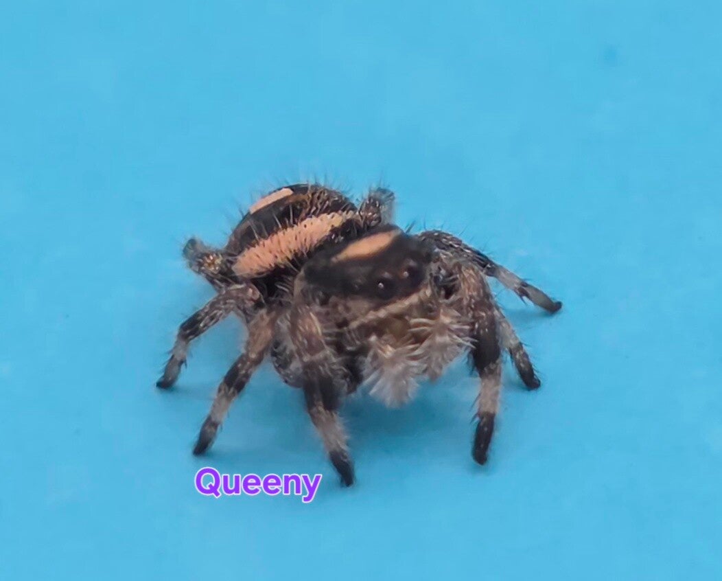 White Bahama  Female "Queeny"