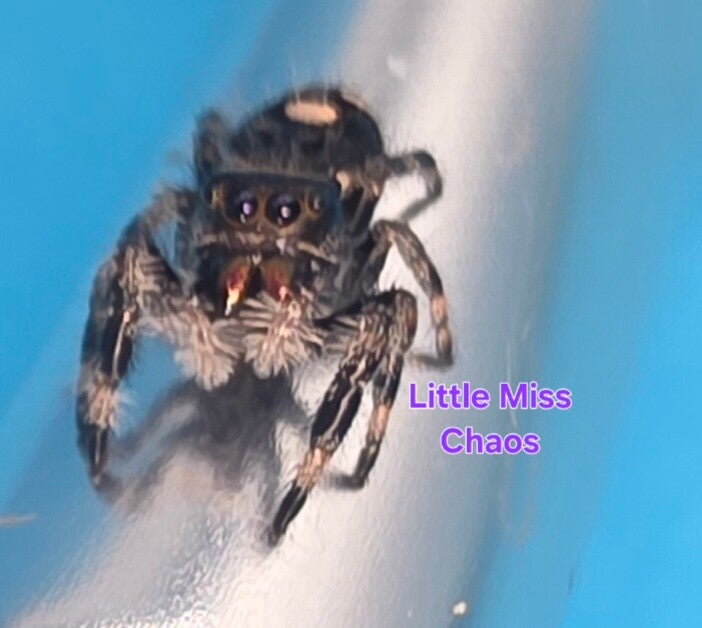 White Bahama Female "Chaos"