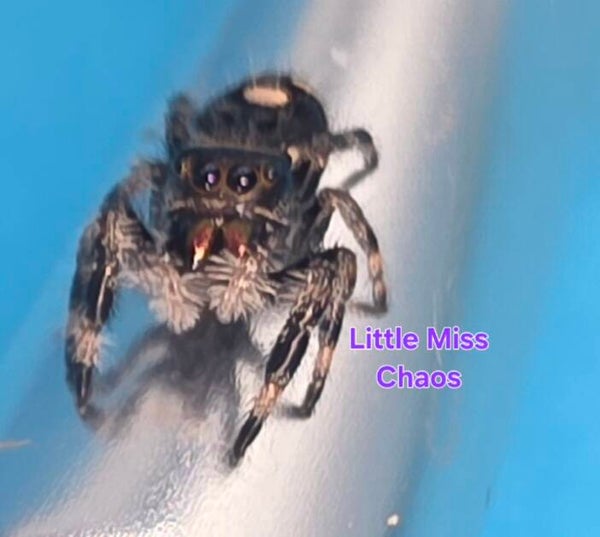 White Bahama Female "Chaos"