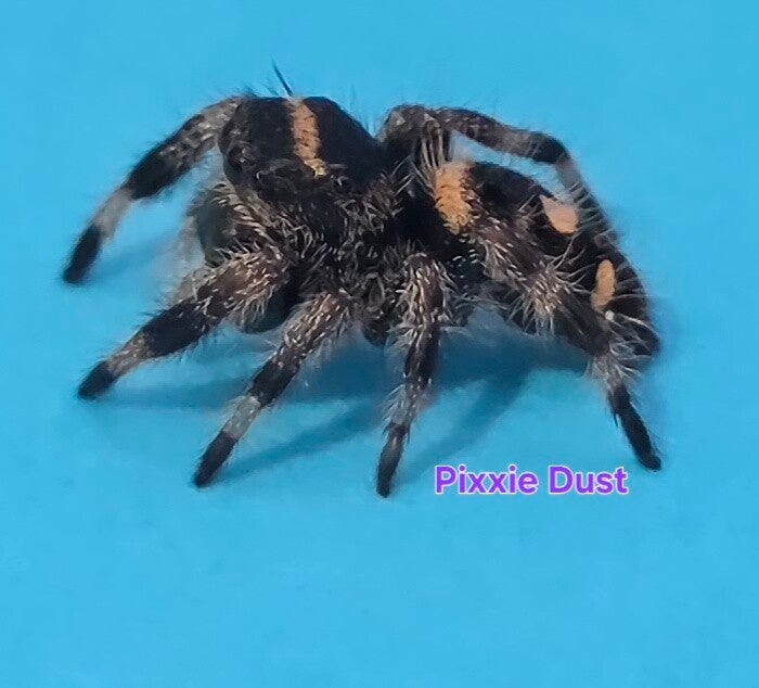 White Bahama Female "Pixie Dust"