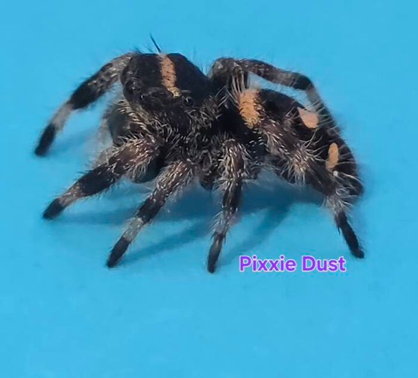 White Bahama Female "Pixie Dust"