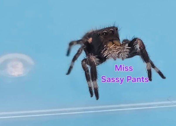 White Bahama Female "Sassy Pants"