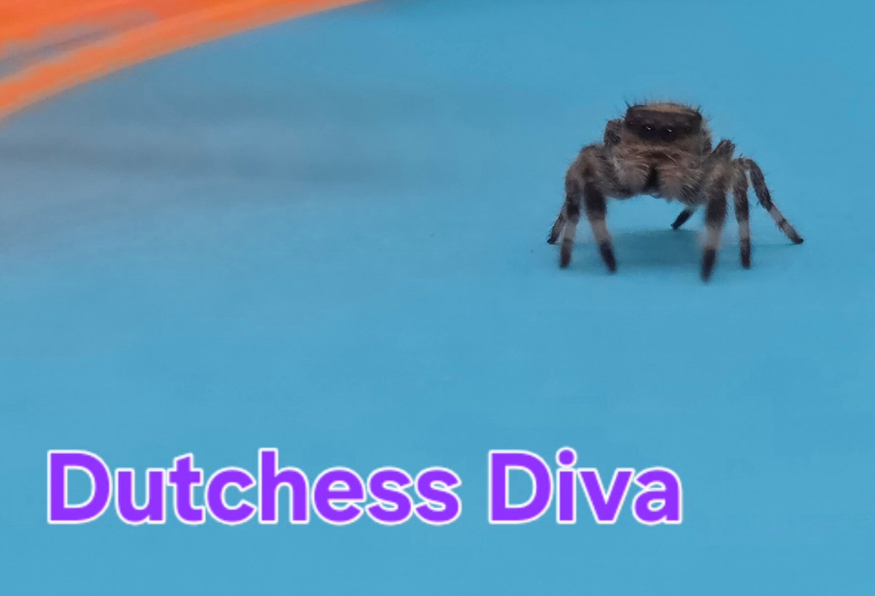 White Bahama Female "Dutchess Diva"