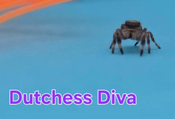 White Bahama Female "Dutchess Diva"