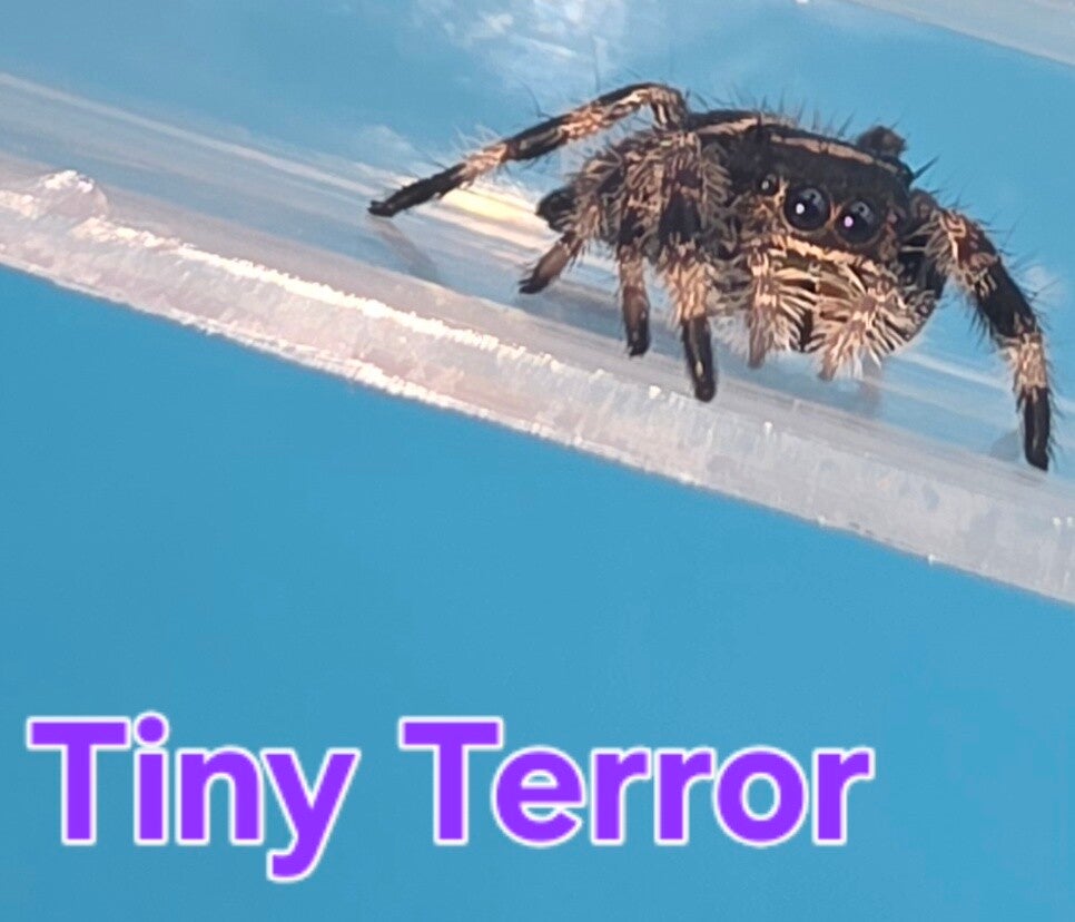 White Bahama Female "Tiny Terror"