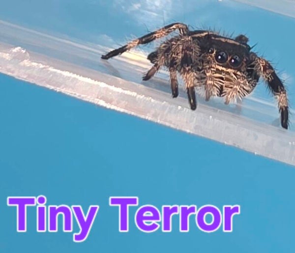 White Bahama Female "Tiny Terror"