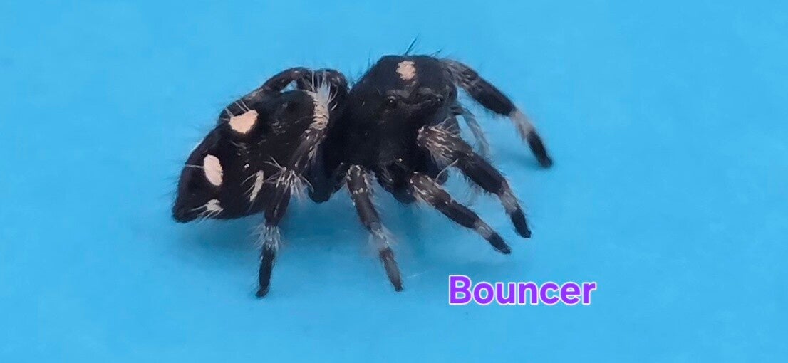White Bahama Female "Bouncer"