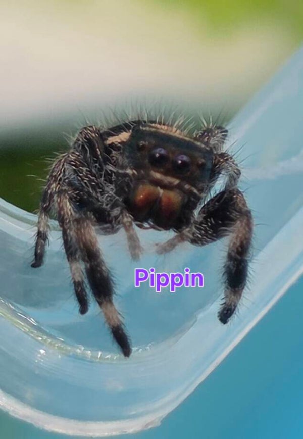 White Bahama Female "Pippin"