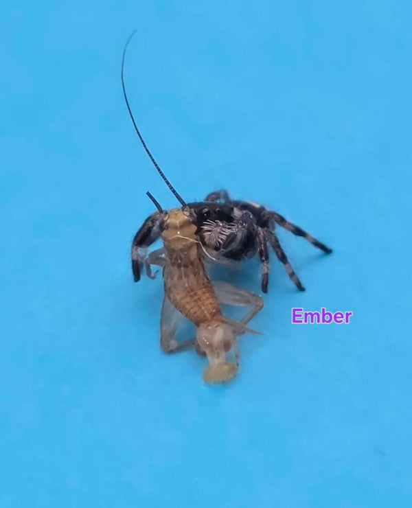 White Bahama Female "Ember"