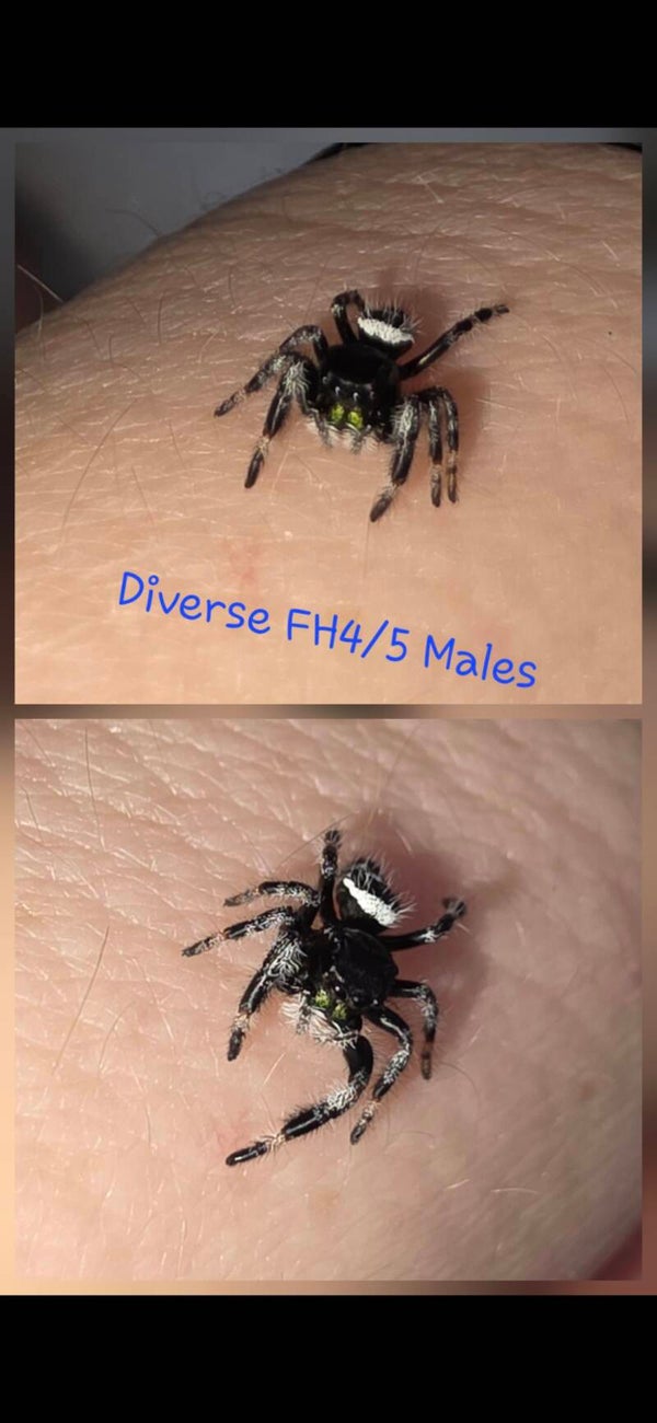 White Bahama Males FH4/5