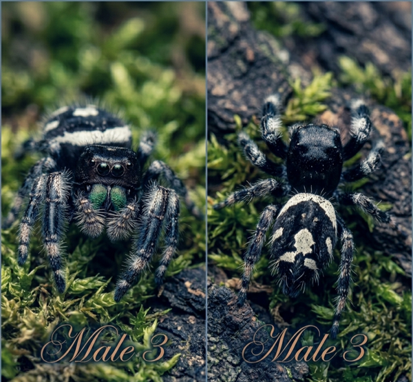 White Bahama Male 3