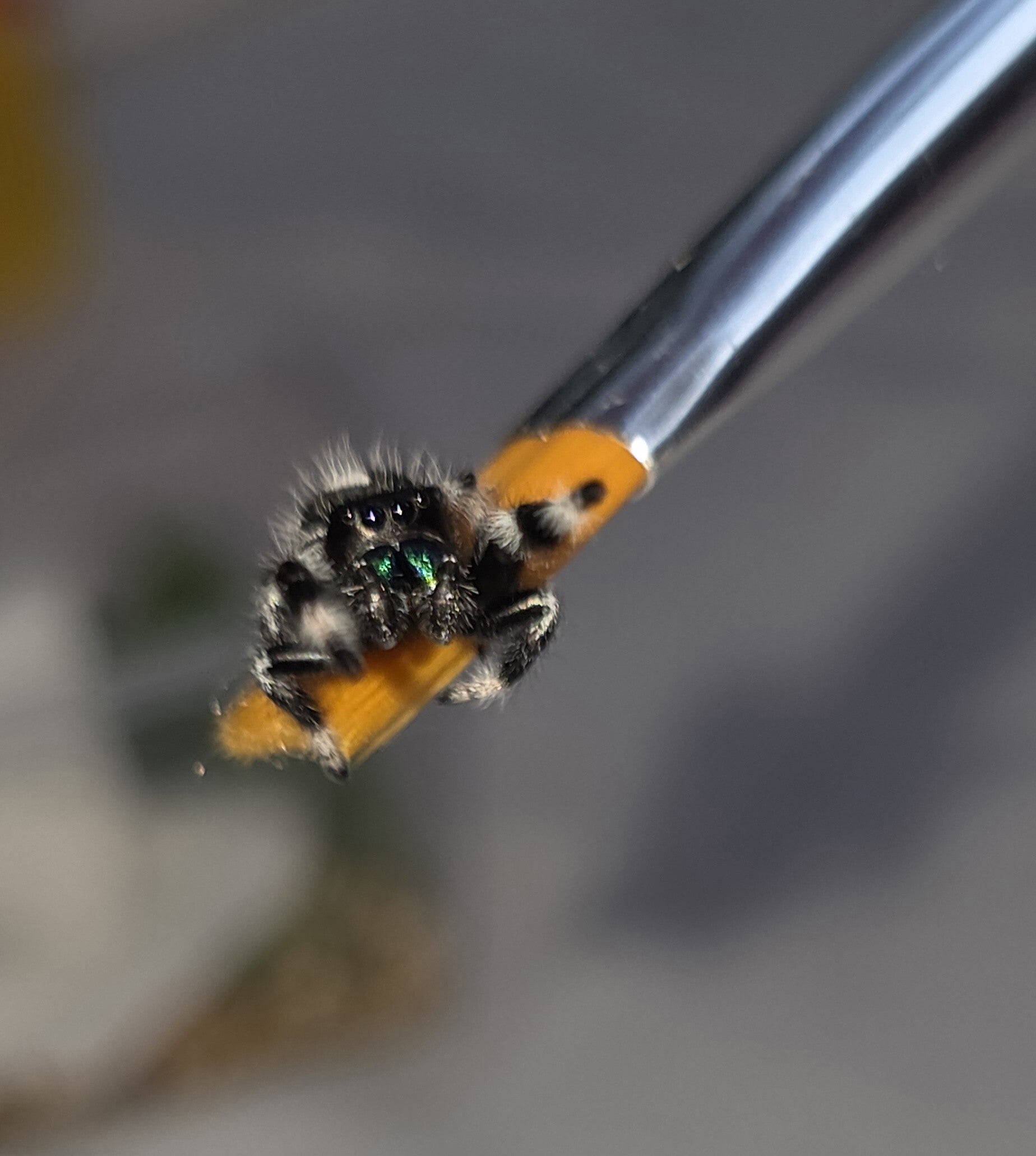 White Bahama Male 2