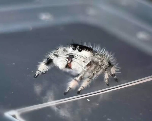 White Bahama's Female 1