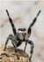 Jacky'SJumpingSpiders