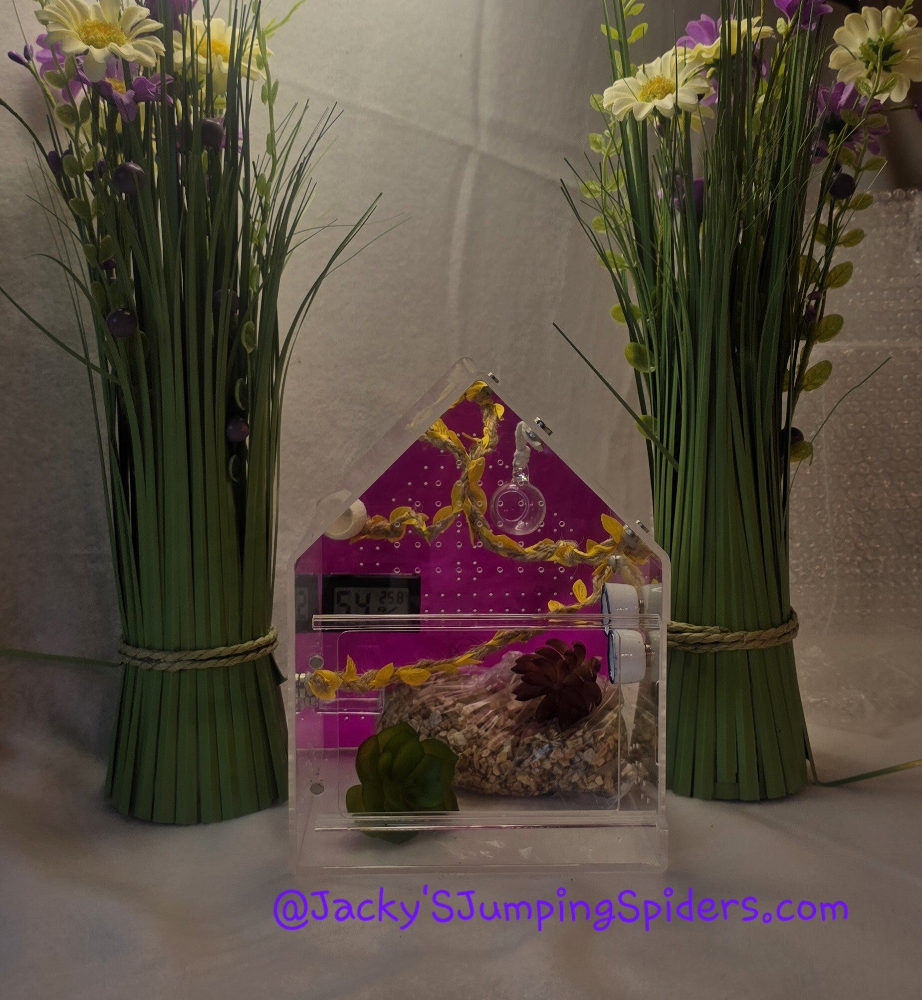 Terrarium Gekleurd "Paars"