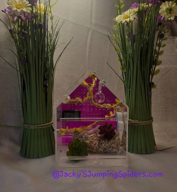 Terrarium Gekleurd "Paars"
