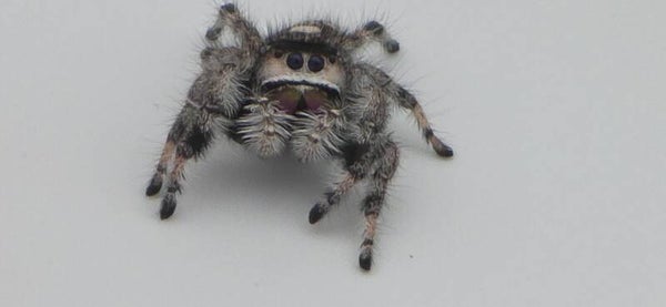 White Bahama Female 4