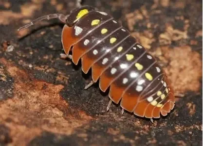 Armadillidium klugii