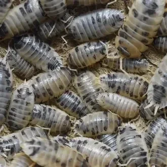 Porcellio laevis „Panda