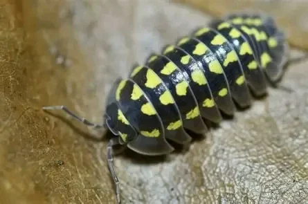 Armadillidium gestroi