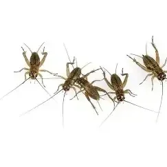 Hochwertige Kleine Steppengrillen (60 stk)