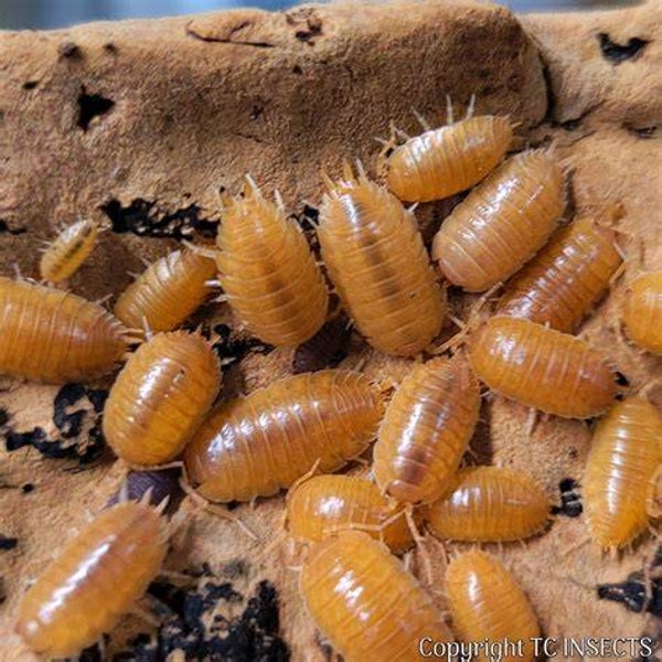 Porcellio laevis Orange