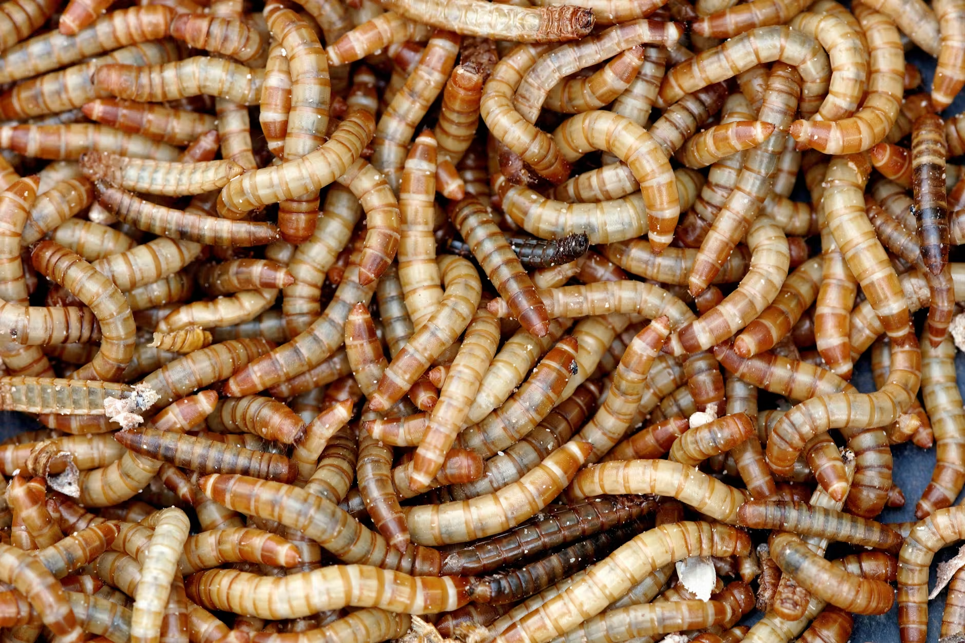 Mehlwürmer 50g