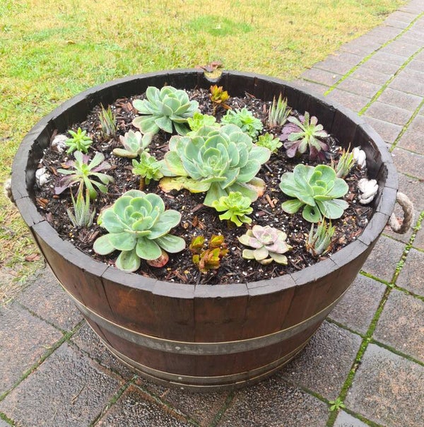 Succulent Barrel
