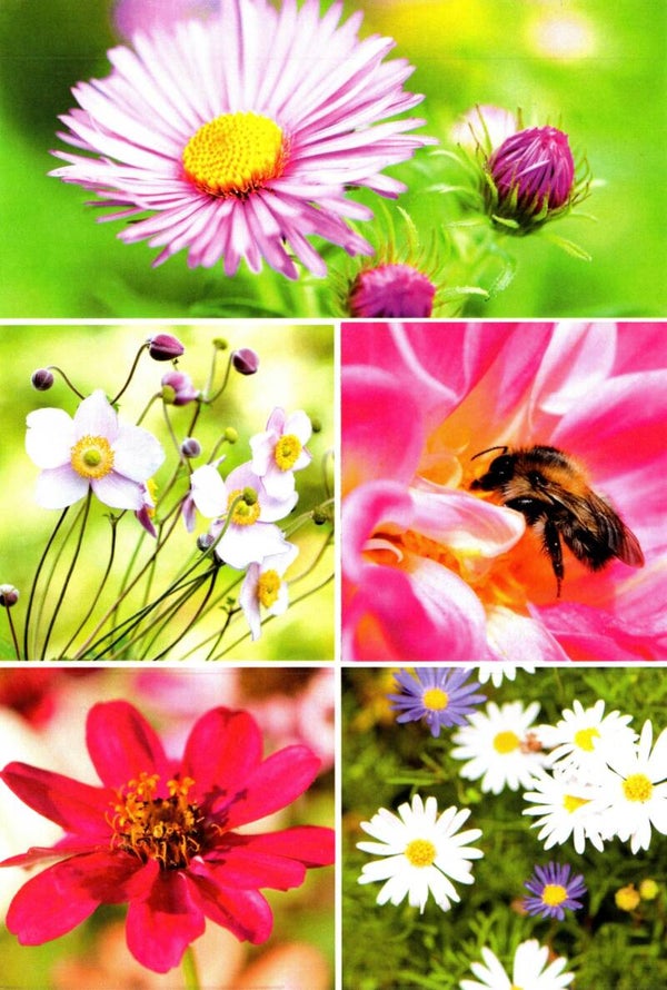 Blanco kaart verschillende bloemen (R 7358)