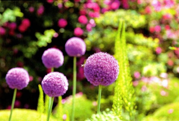 Blanco kaart Allium bloem (R 9049 8163)