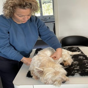 Filou - pression sous les scapulas