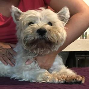 mon chien Filou -  compression du poitrail
