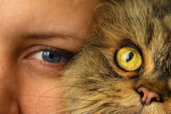Brave poes
