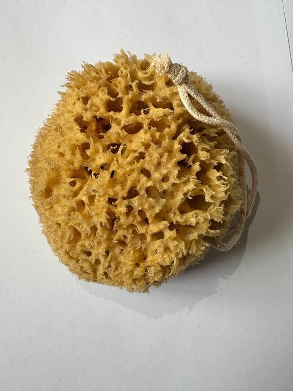 Honeycomb Natural Sea Sponges